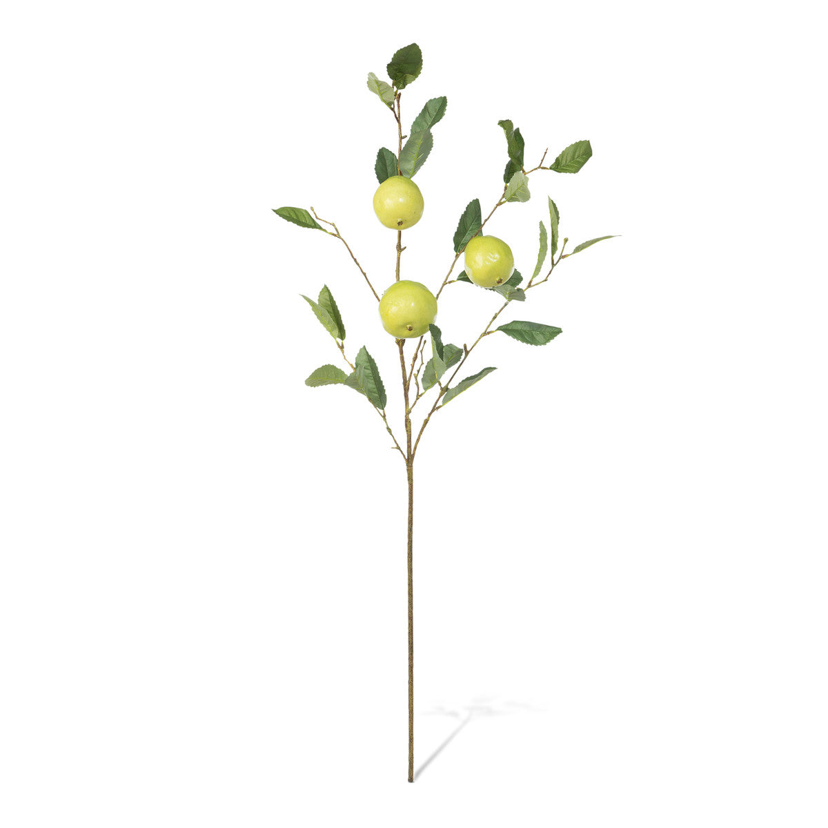 Quince Fruit Branch