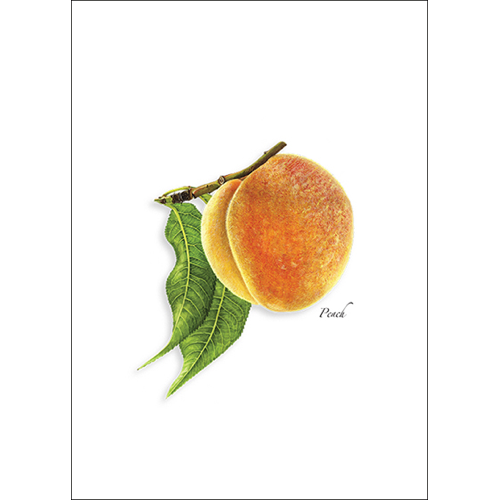 Fruit Boxed Note Cards
