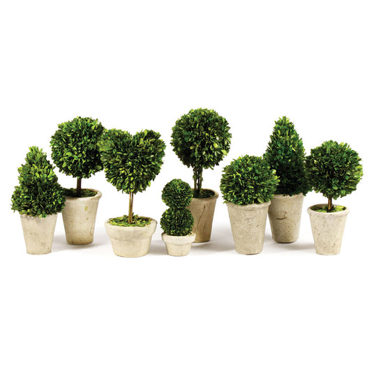 Boxwood Medium Sized Topiary in Pot, Assorted Style