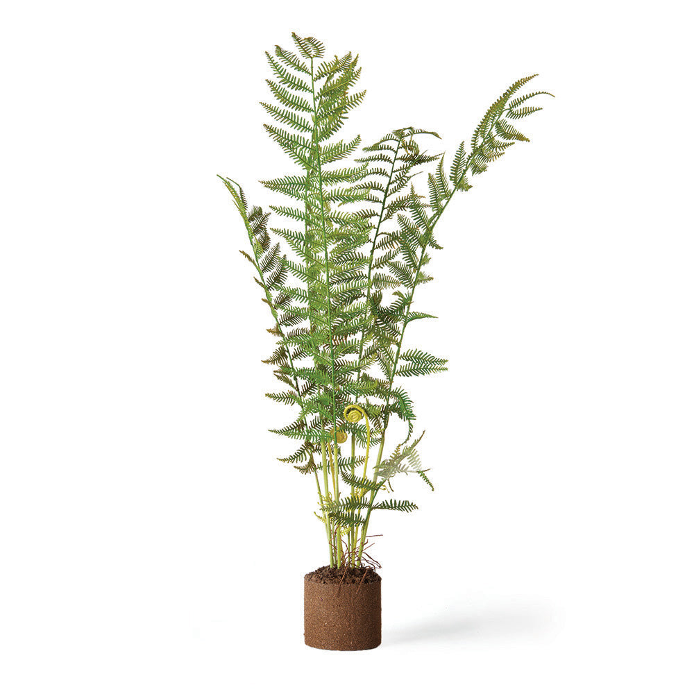 Sword Fern Drop-in