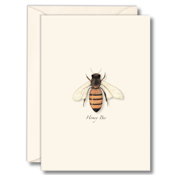 Winged Boxed Note Cards