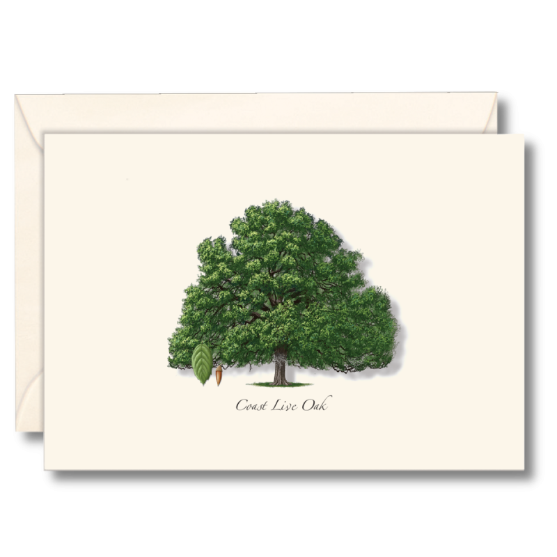 Greenery Boxed Note Cards