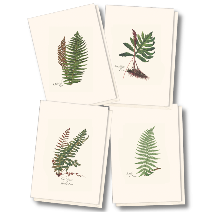 Greenery Boxed Note Cards