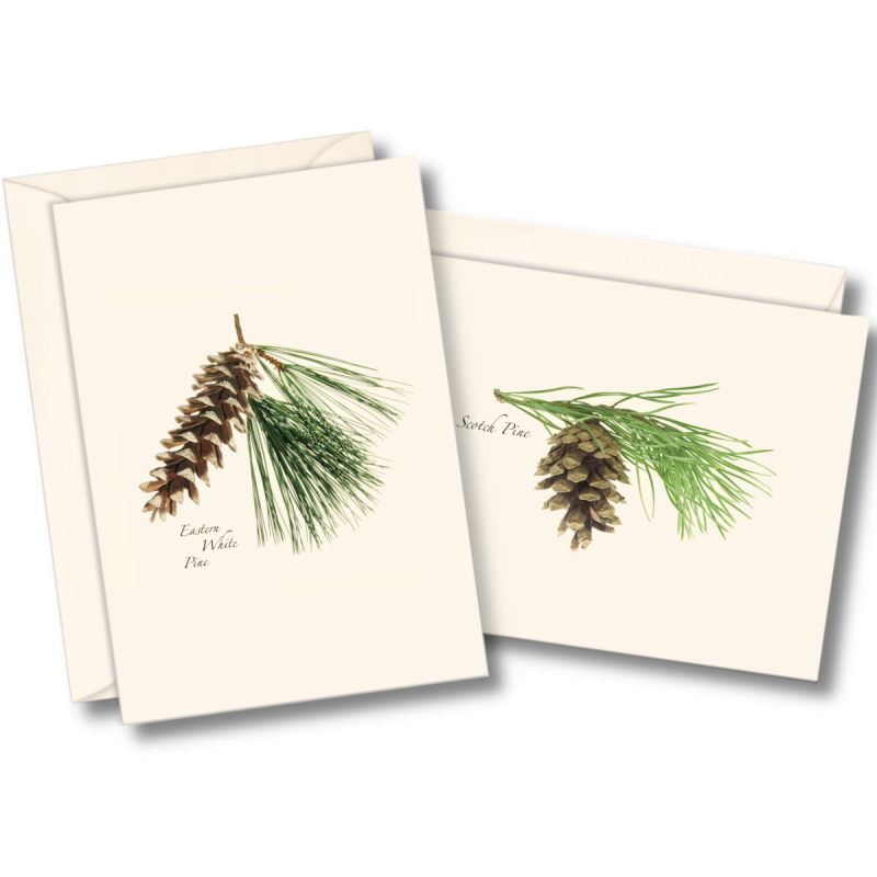 Greenery Boxed Note Cards