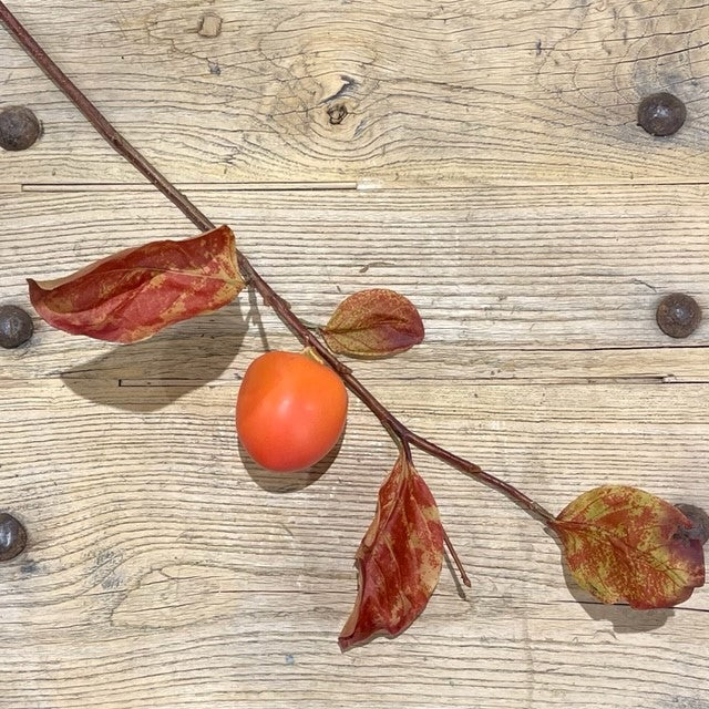 Persimmon Stem