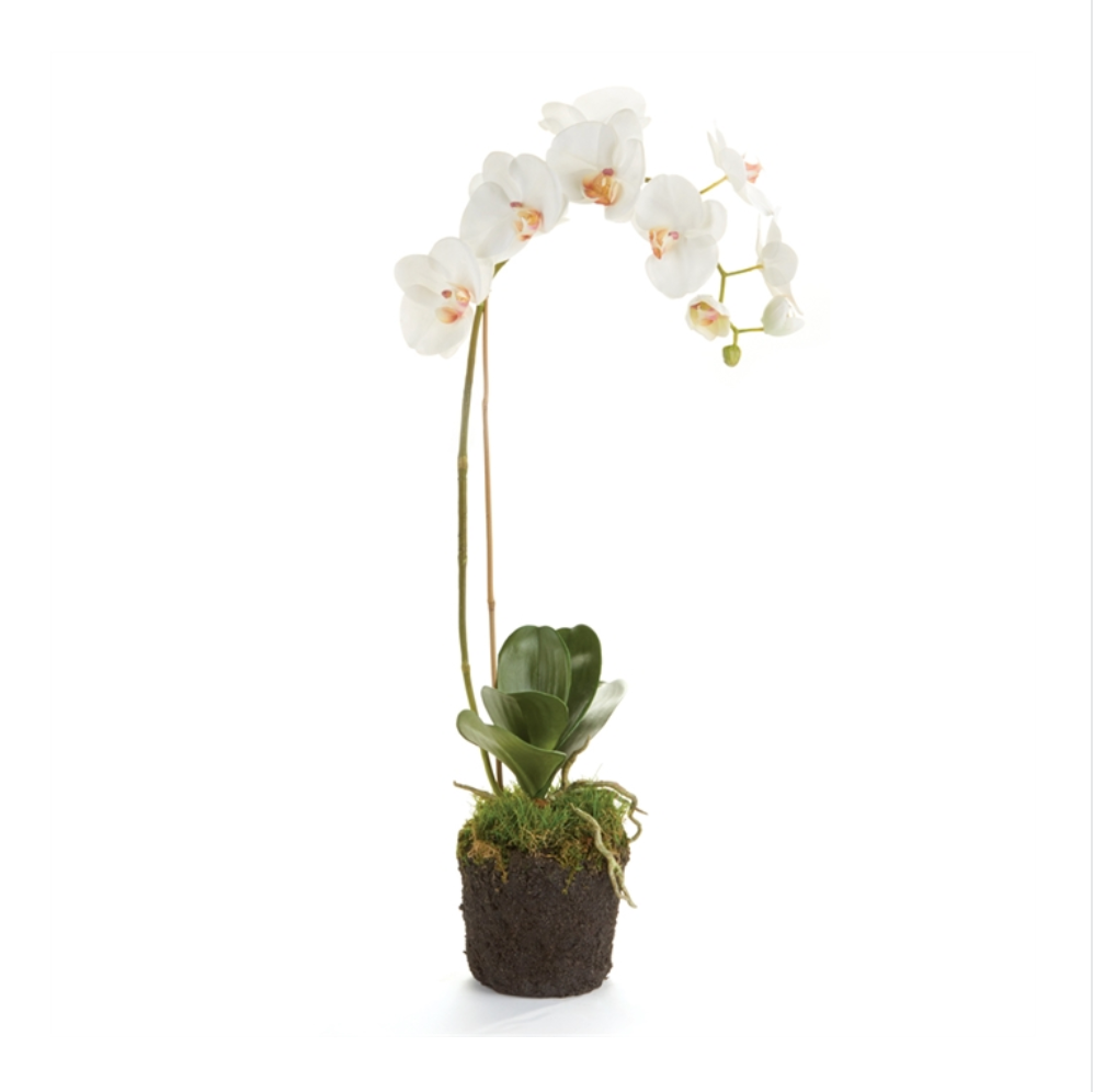 Single-Stem White Phalaenopsis Orchid Drop-in