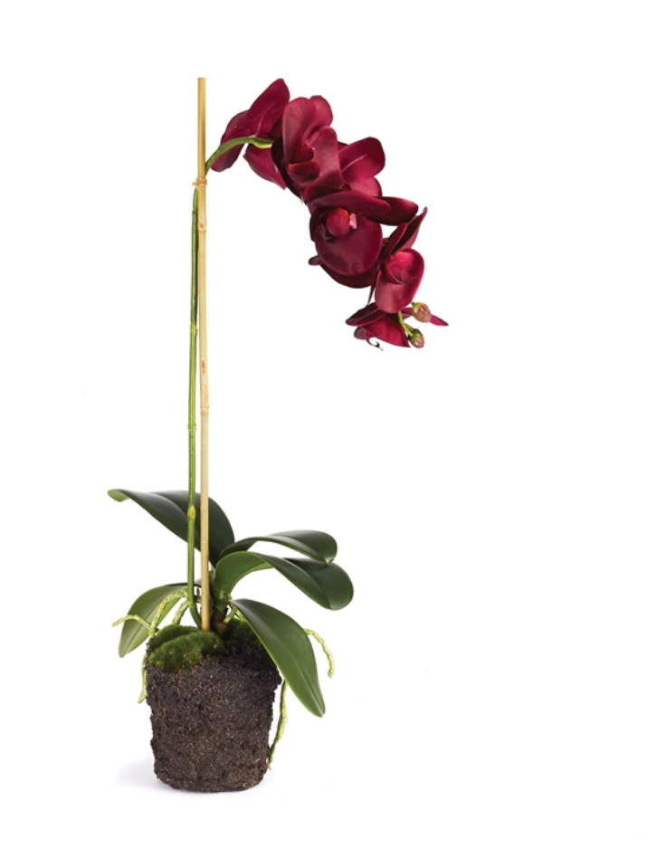 Berry Phalaenopsis Orchid Drop-in, 25"H