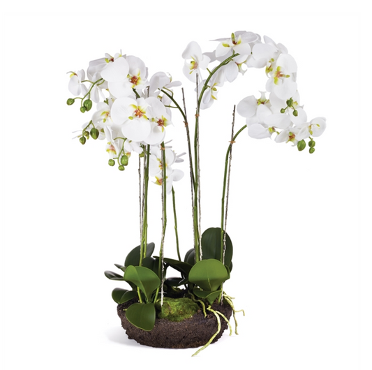 Phalaenopsis Orchid Bowl Drop-in 31.5"H