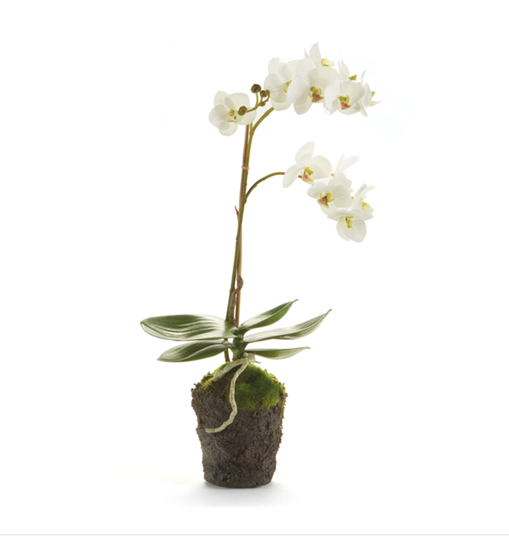 Phalaenopsis Orchid Drop-in 17"H