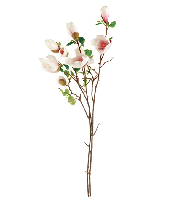 Japanese Magnolia Blossom Branch