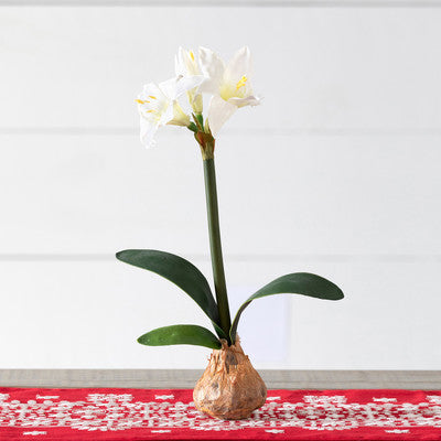 Star Amaryllis in Bulb Pot