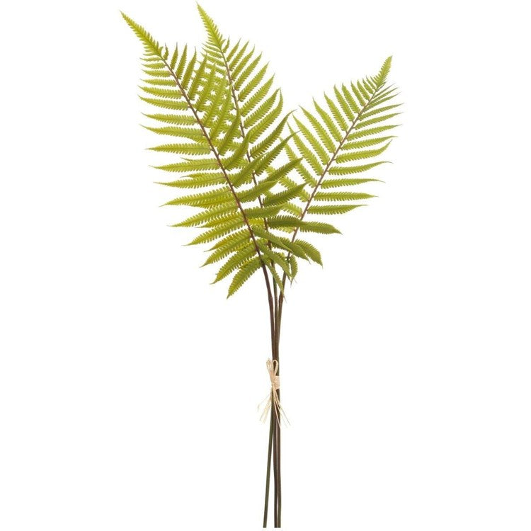 Fern bundle