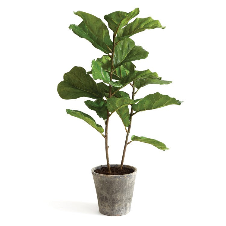 Fiddle Leaf Fig