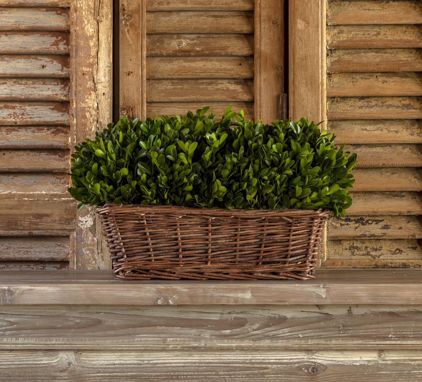 Large Preserved Boxwood Hedge in Basket
