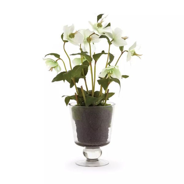 Hellebores Arrangement in Urn